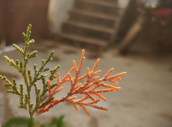 christmas leaves