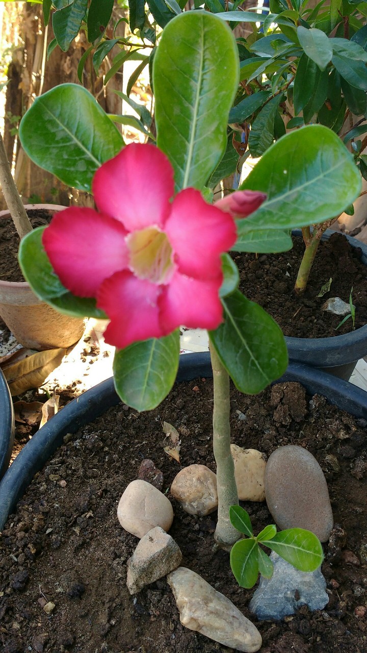 rosa do deserto