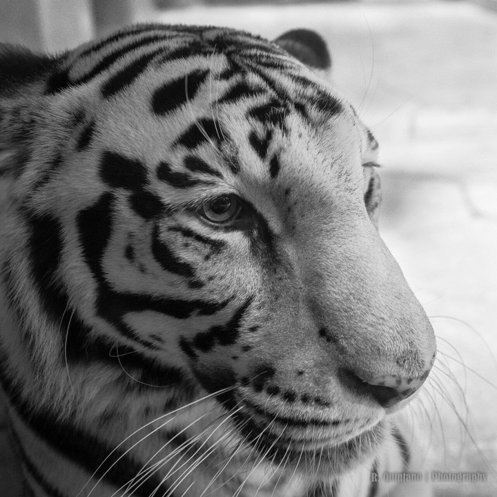 tiger