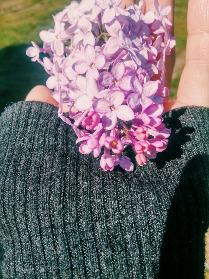 сирень