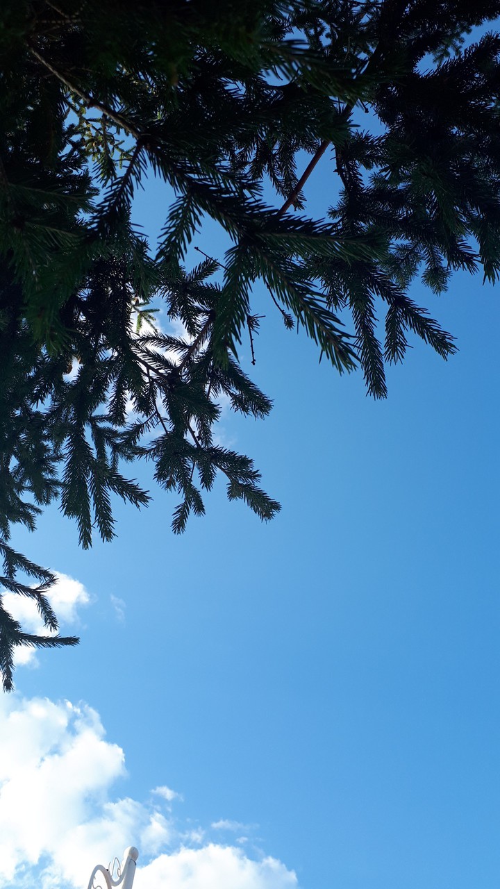 sky and fir