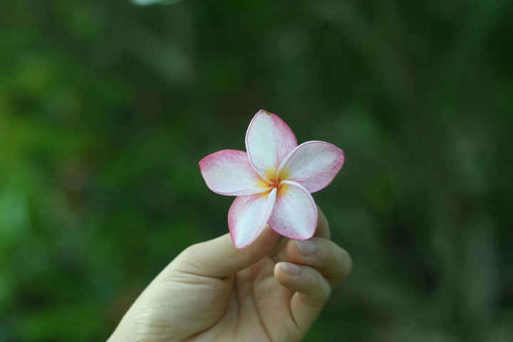 nise rose..