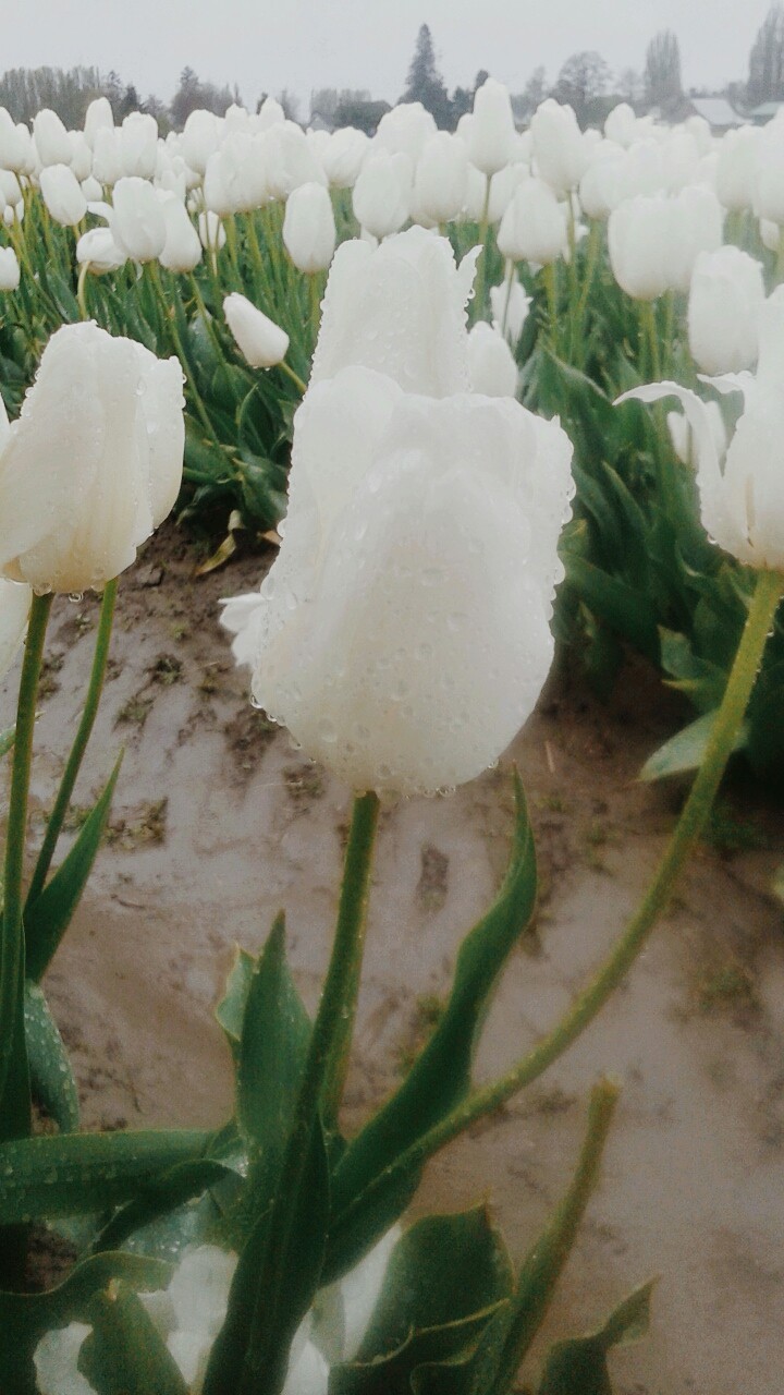 WhiteFlower