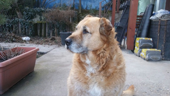 dog