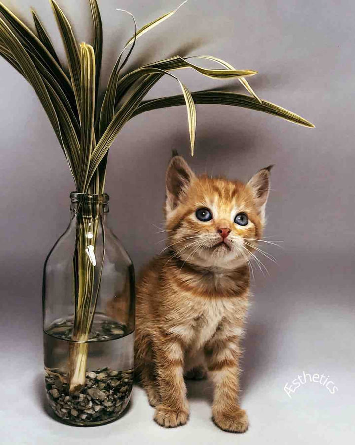 cat