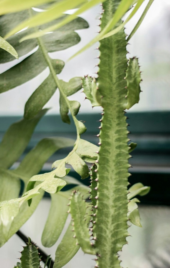 Cactus / Кактус
