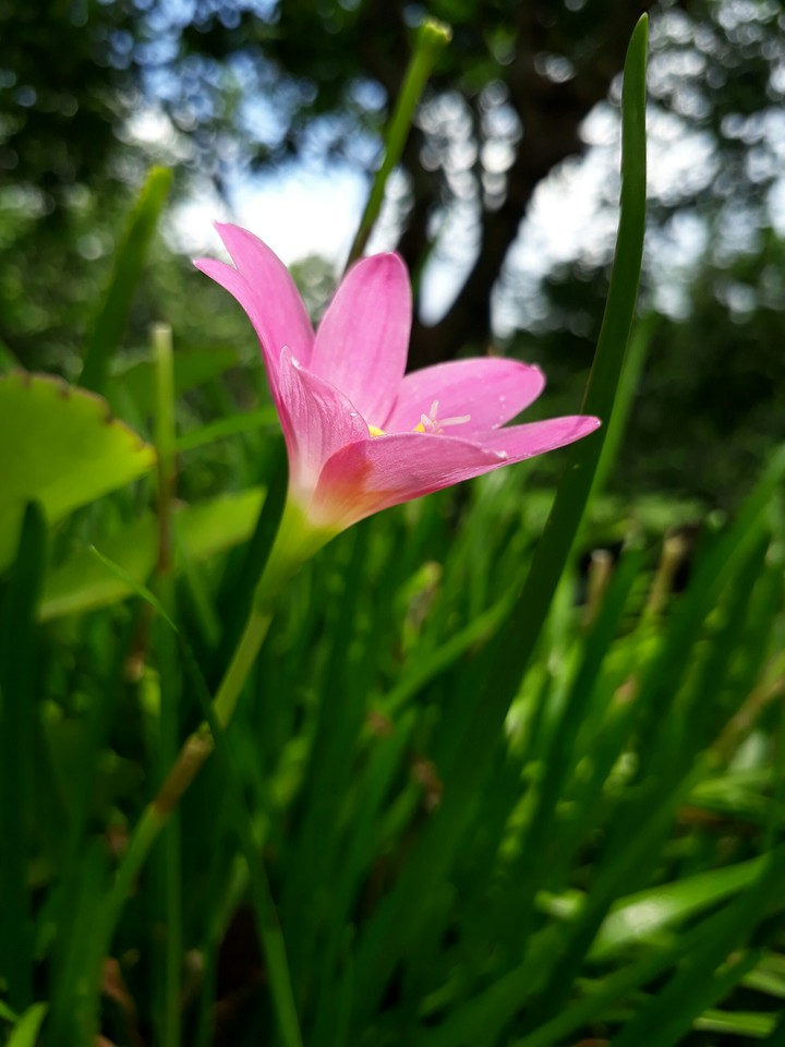 LiLy