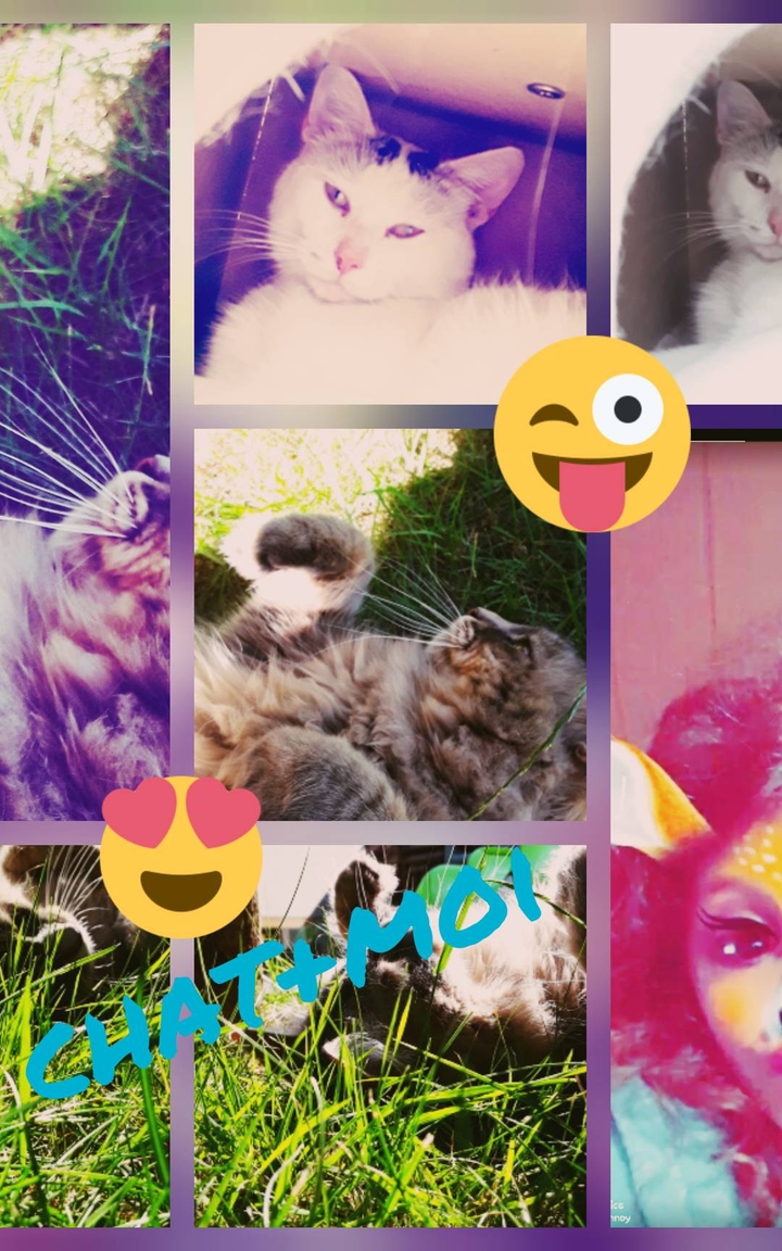 chat+Moi