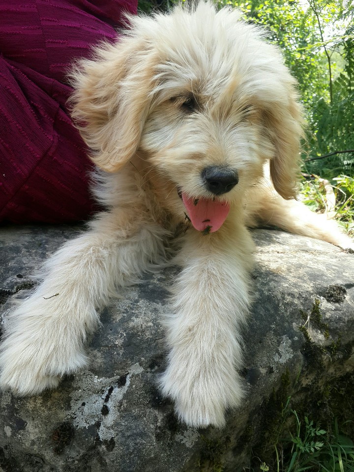 pamuk