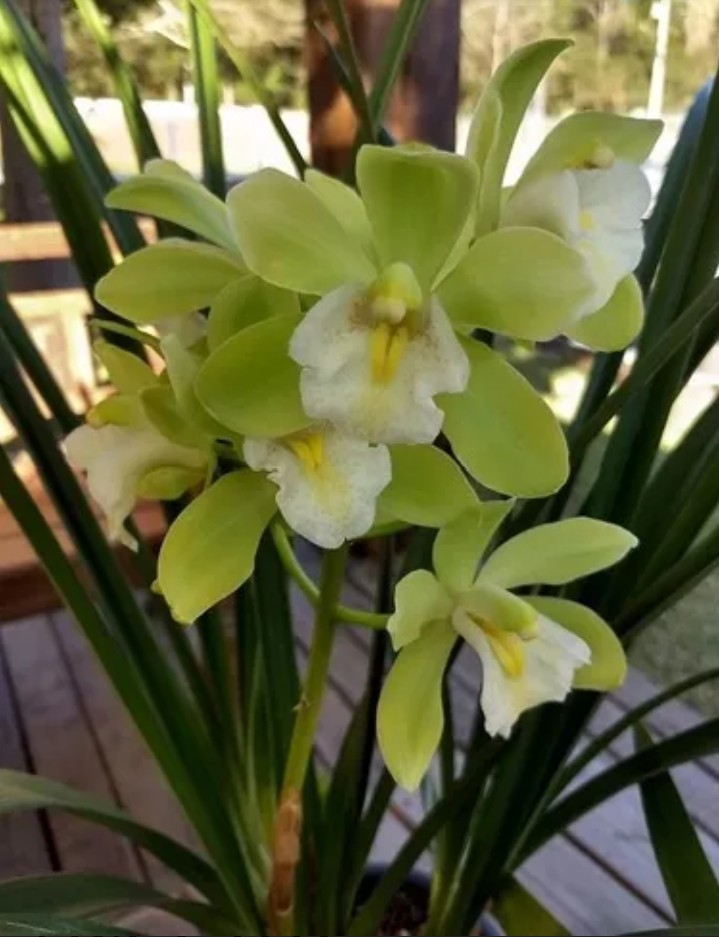 orquídea