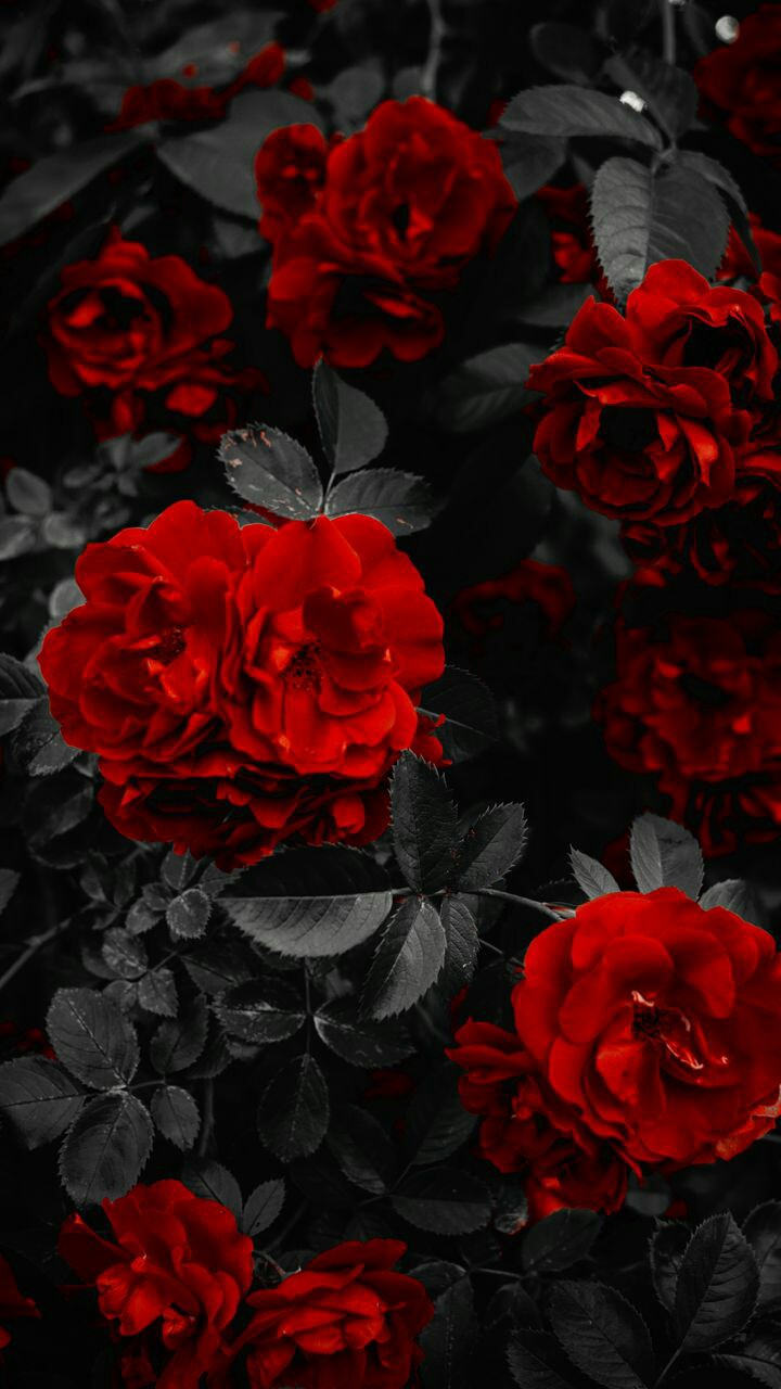 Red Flowers ?