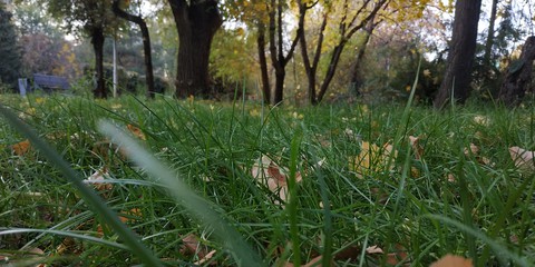 осень