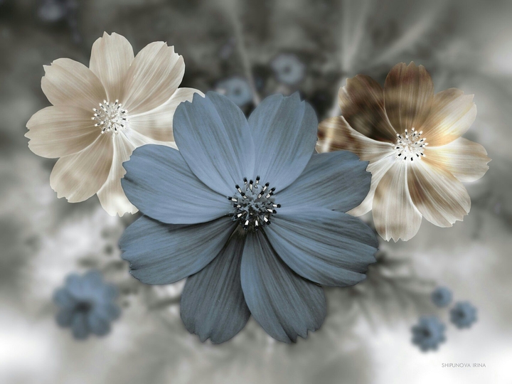 flowers .