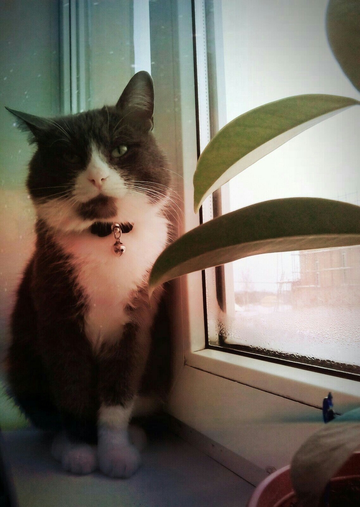 #cat