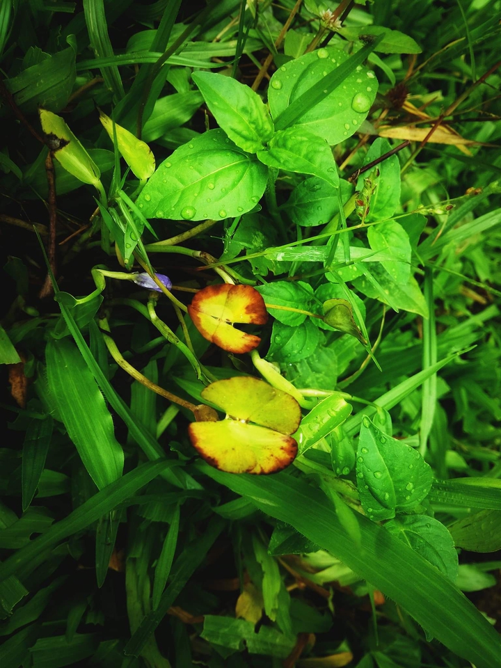 leaf