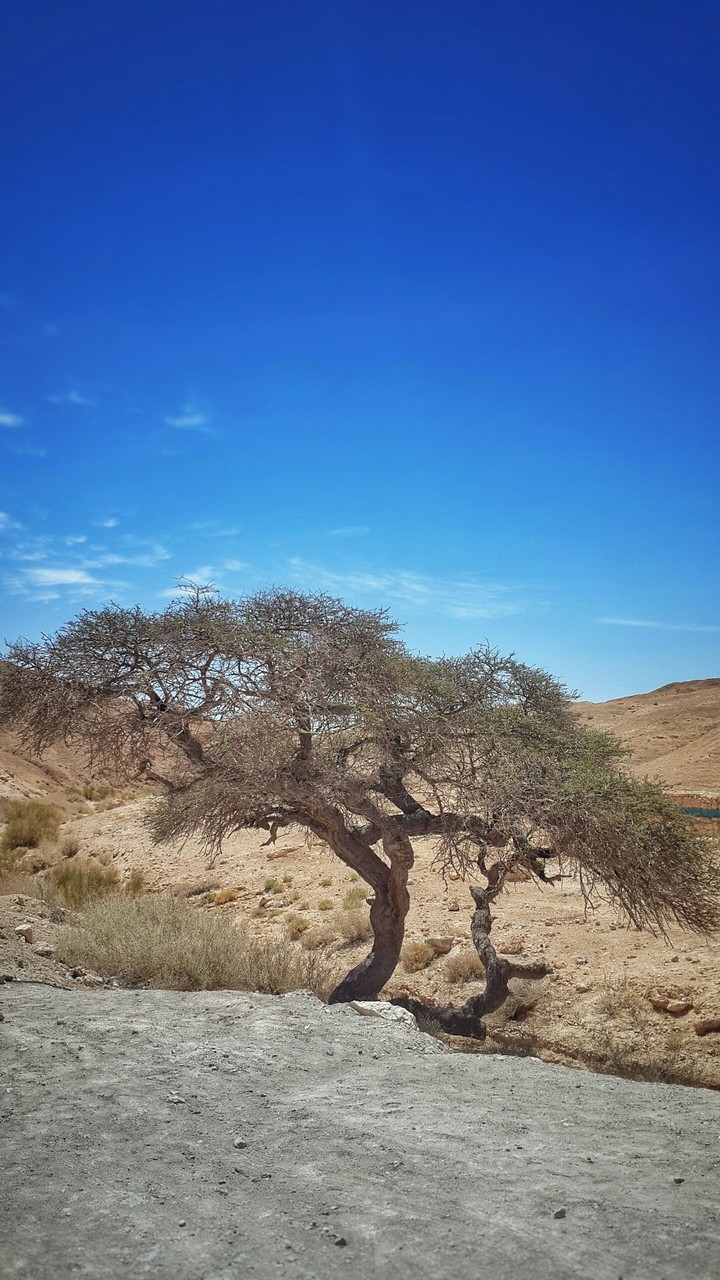 tree