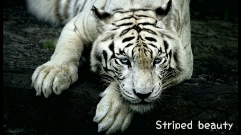Striped beauty.