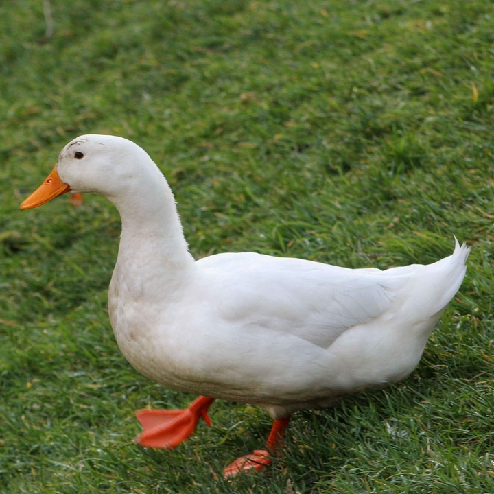 Wild duck