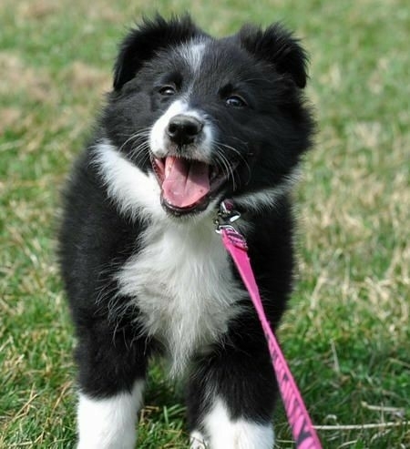 The Border Collie Because There Is No Better Dog