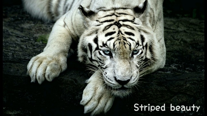 Striped beauty.