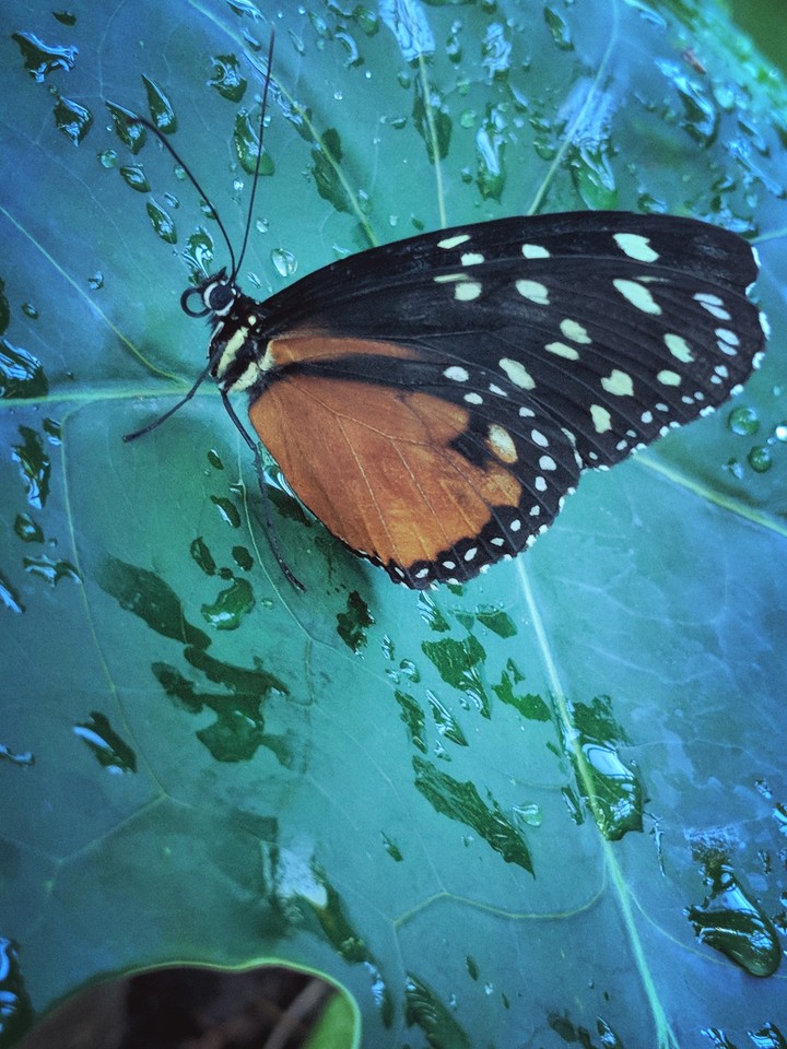 butterfly