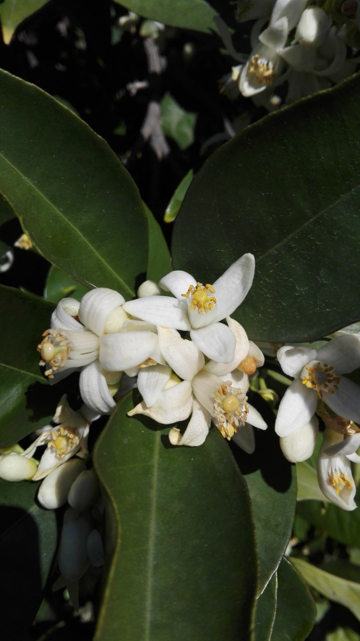 Flores de Azahar / naranjos