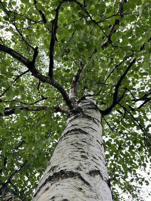 обои trunk, biome