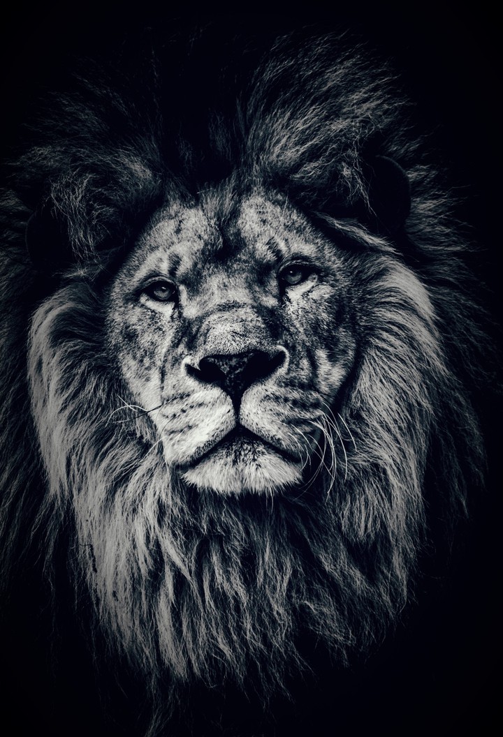 lion