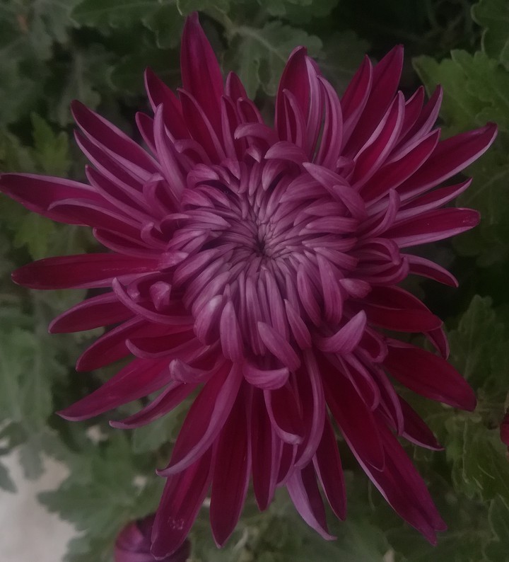 Chrysanthemum