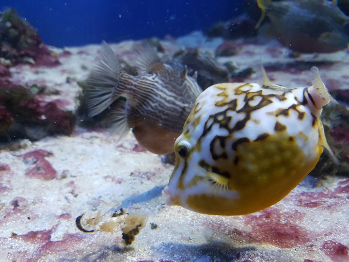 Funny fish