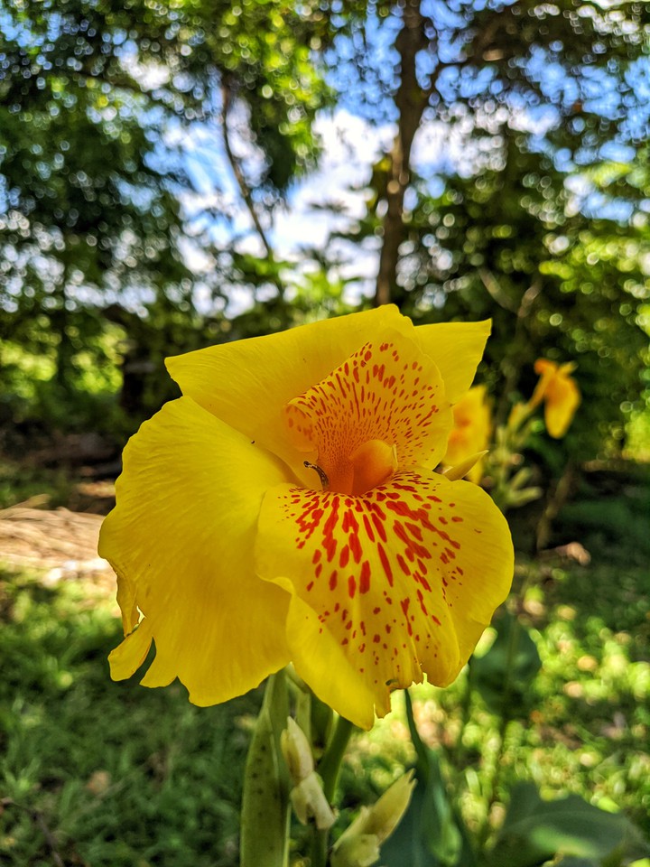 flowers