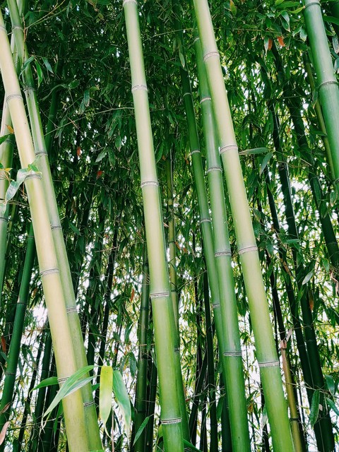 botany, cane壁紙