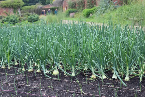 onion patch
