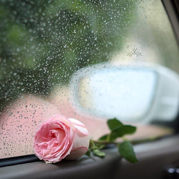 rose
