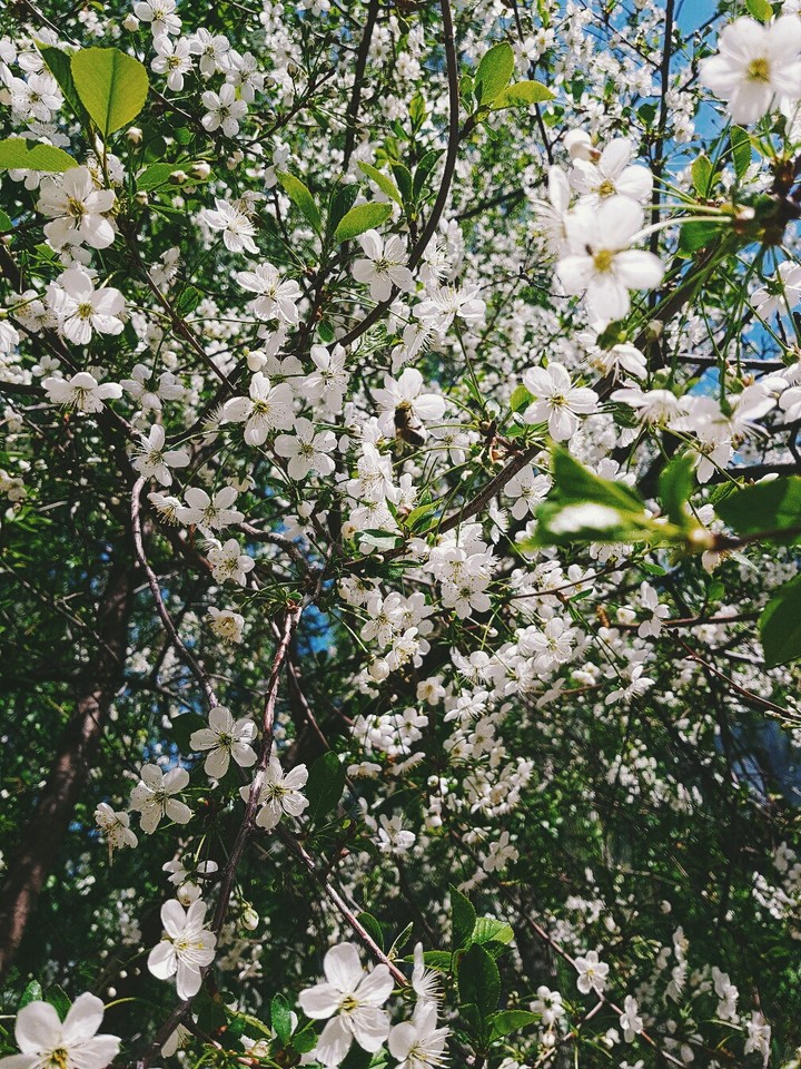 оса, либо пчела, я не разбираюсь