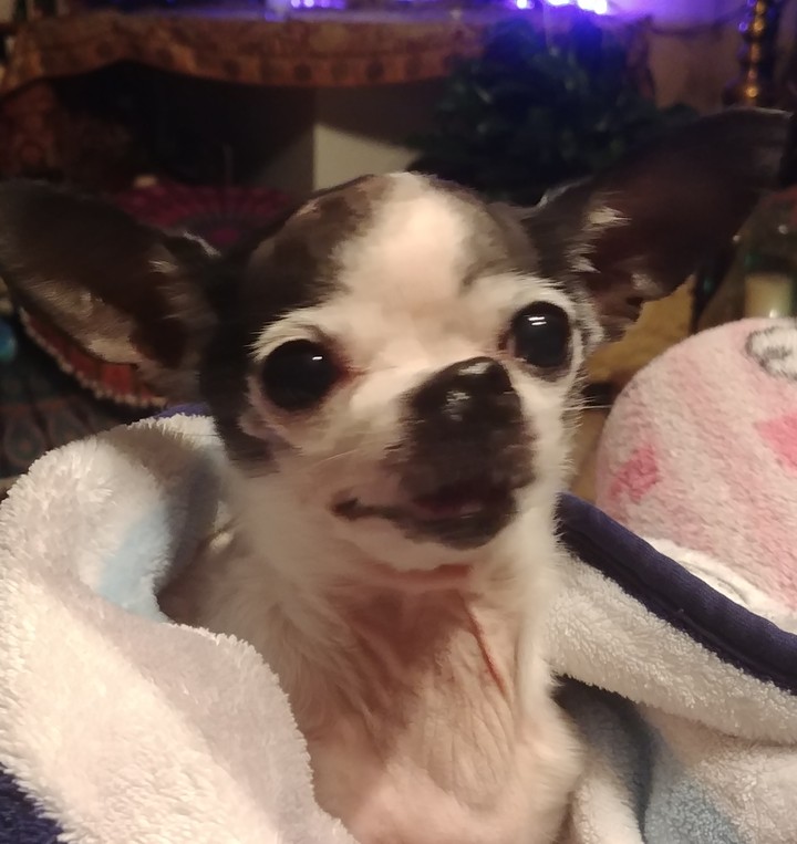 Yoda 2018 august