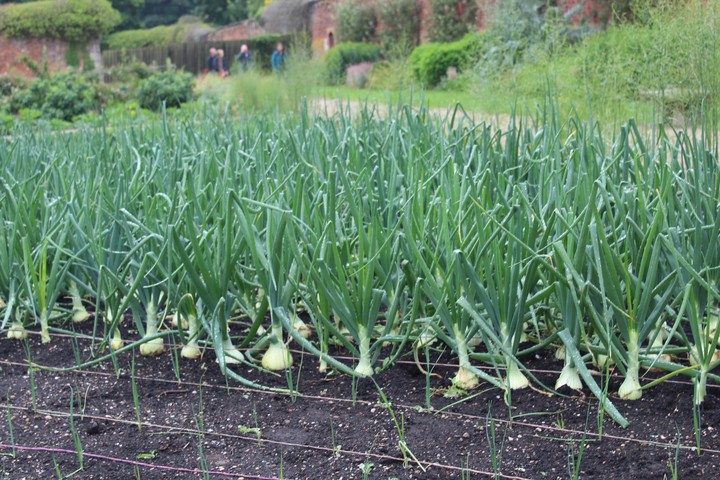 onion patch