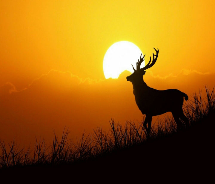 deer