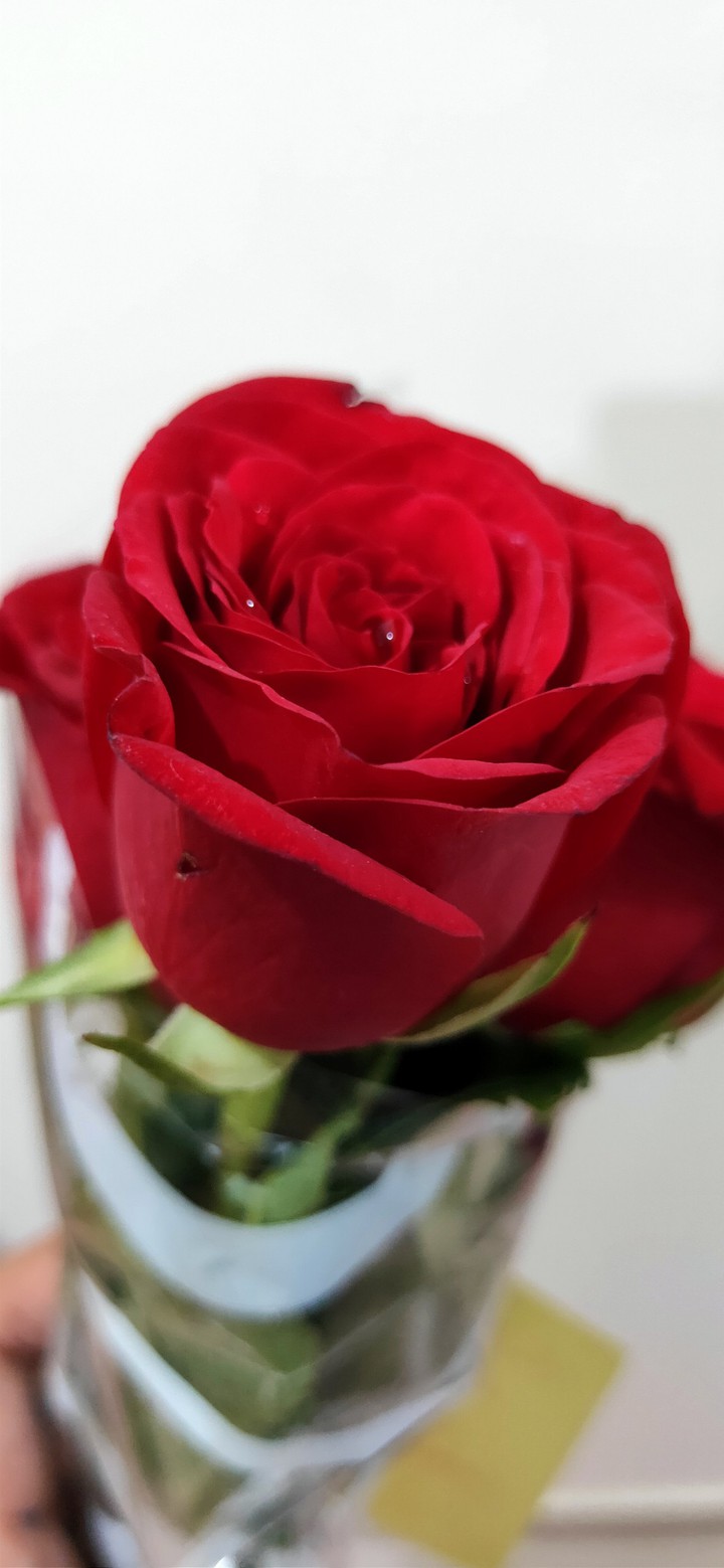 Happy Rose ❣️? Day