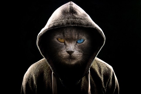 тапети cat, mammal