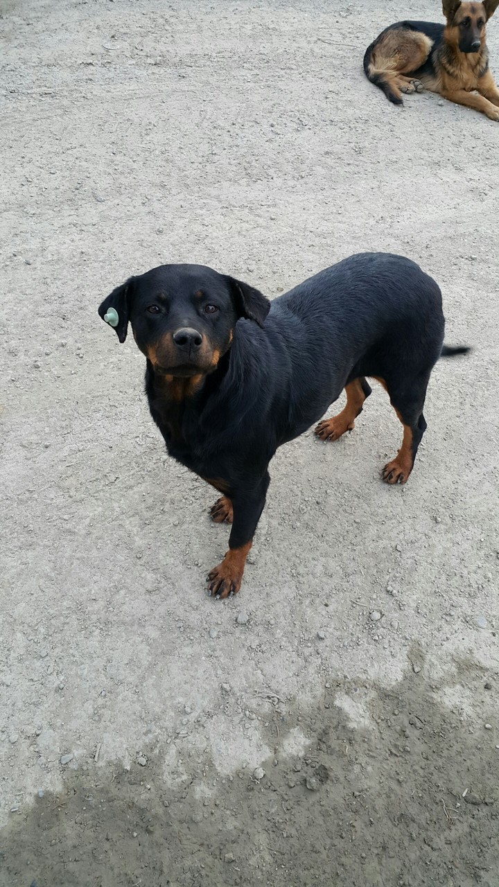 black dog.. siyah köpek