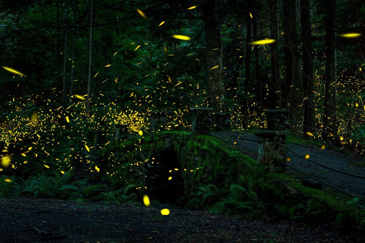 Fireflies