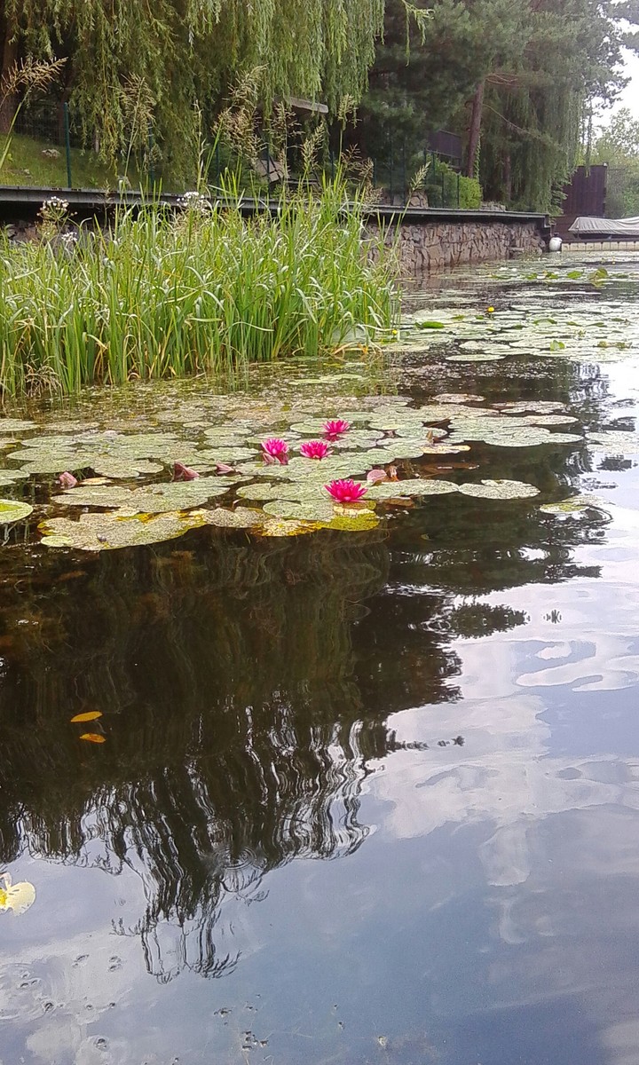 Лотос на воде