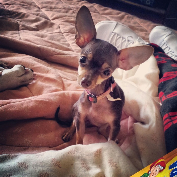 Snickers The Tea Cup Chihuahua