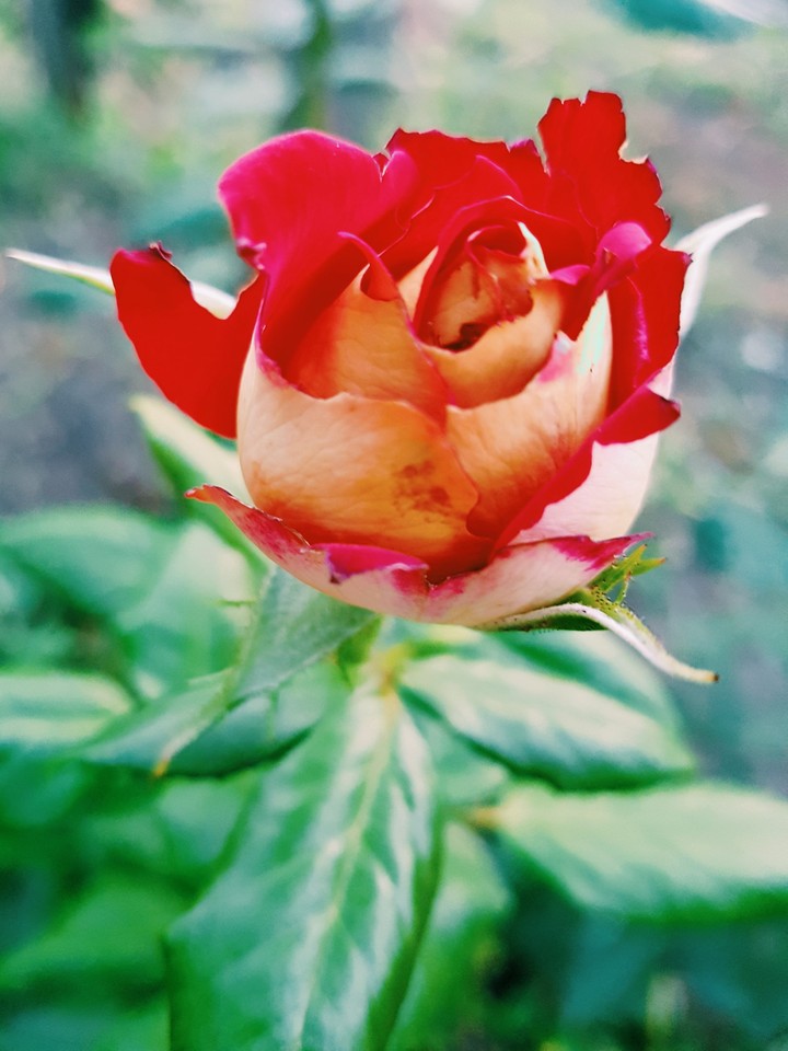 rose