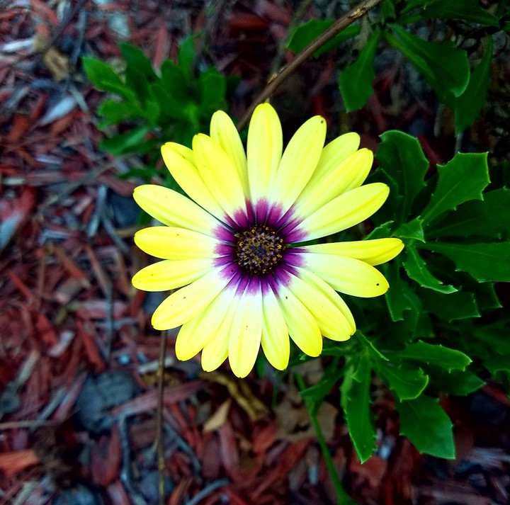 Yellow Daisy