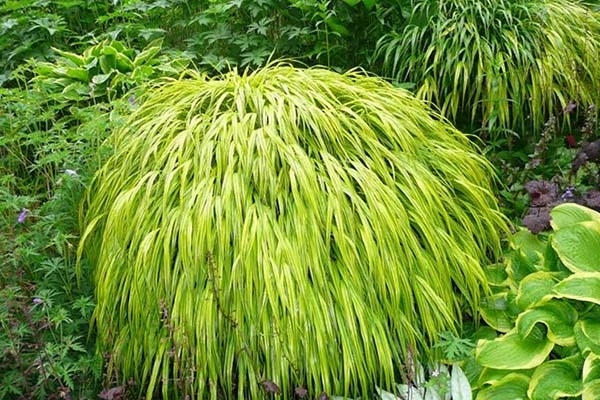Blissful Greenery