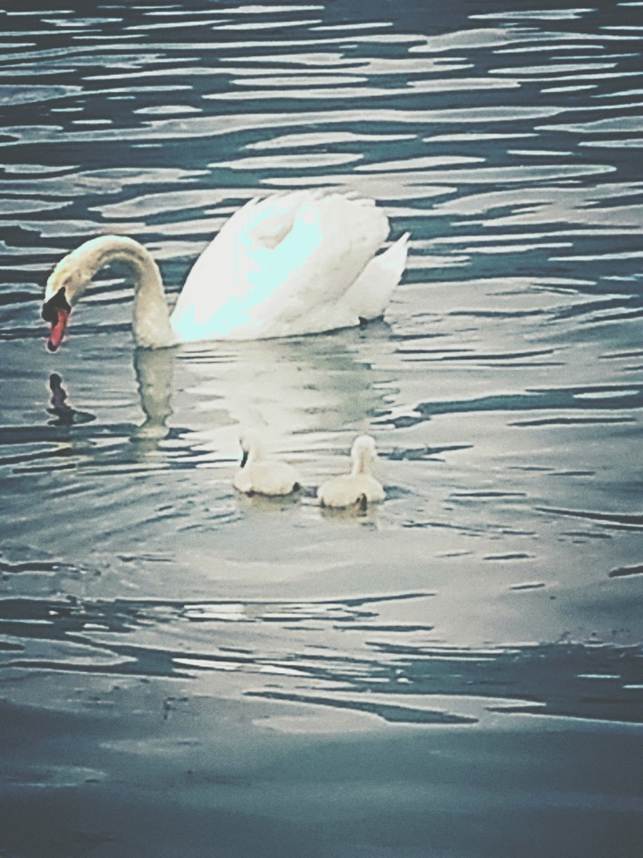 Schwan