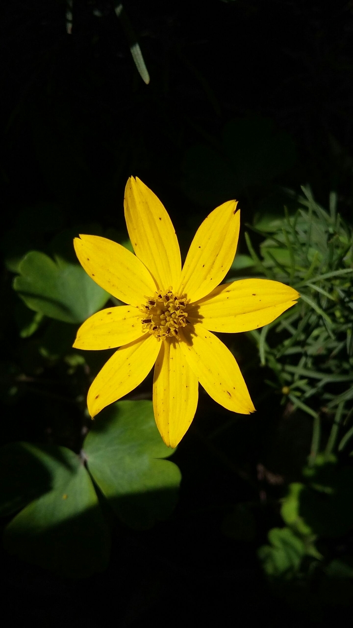 Yellow flower