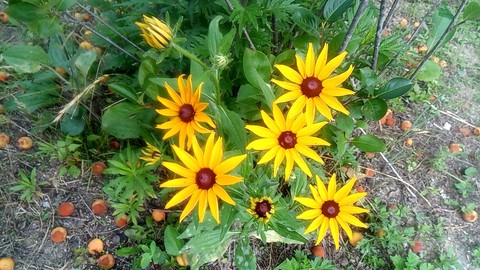 tapety grass, sunflower